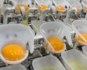 卵を割り、卵黄と卵白を分離
